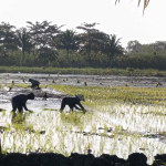 Gapoktan Tabur Tuai dan Tim Mitra Siap Wujudkan Merauke jadi Lumbung Pangan