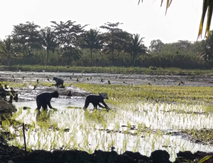 Gapoktan Tabur Tuai dan Tim Mitra Siap Wujudkan Merauke jadi Lumbung Pangan